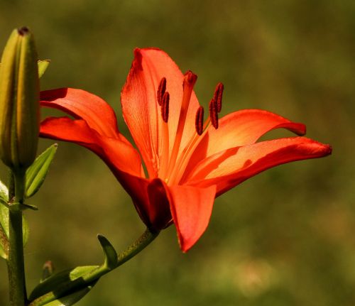 lily flowers blossoms