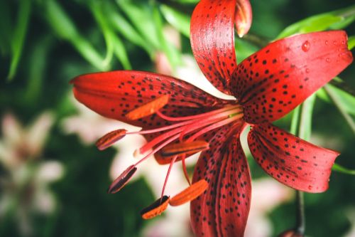 lily flower dacha