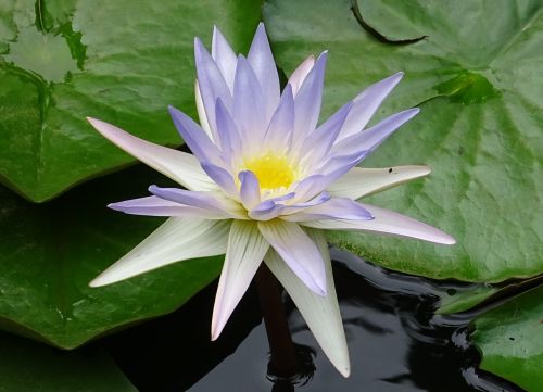 lily water lily nymphaea caerulea