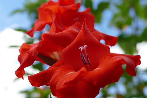 gladiolus plant blossom