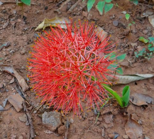 lily scadoxus multiflorus fireball lily