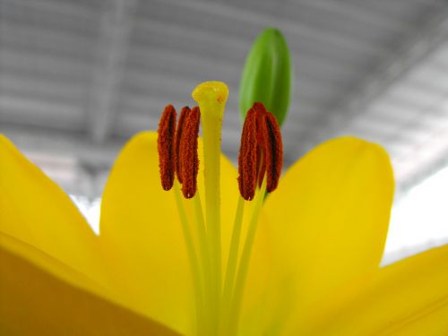 lily flower pistil