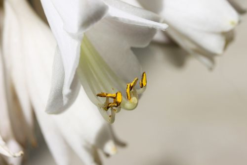 lily plant flower