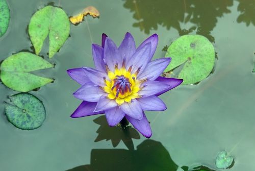 lily flower nymphaea tina