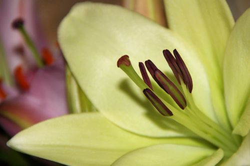 lily daylily white