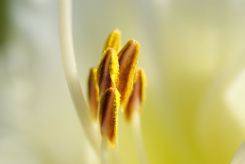lily shrub nature
