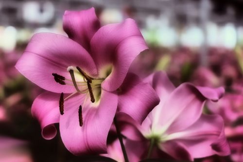 lily daylily pink