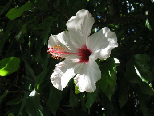 lily flowers white