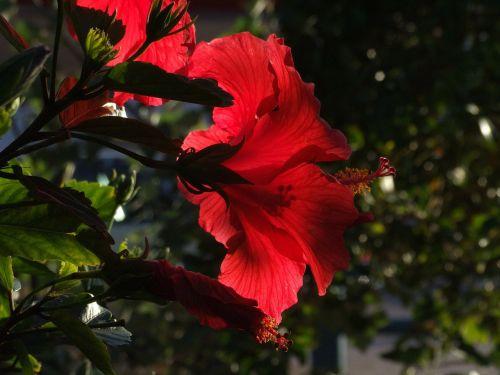 lily flowers red