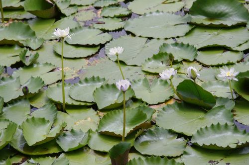 lily pads water