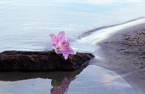 lily flower blossom