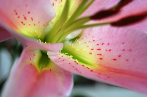 lily flowers blossom