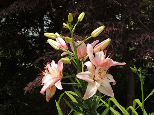 lily lilies ramos