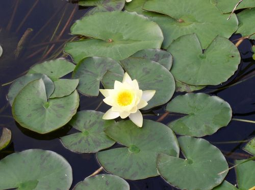 lily white water lily floral