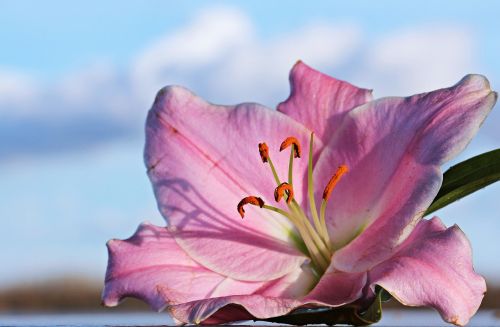 lily flower blossom