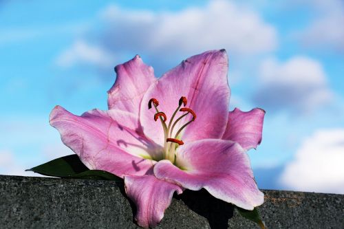 lily flower blossom