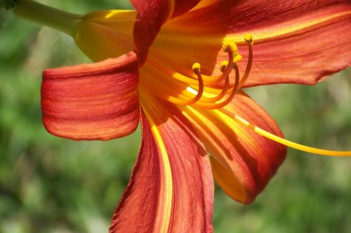 lily flower nature