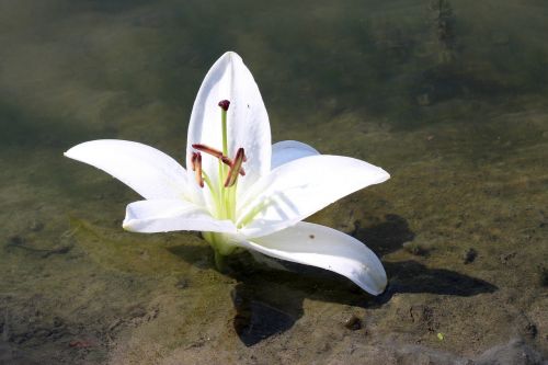 lily water flower