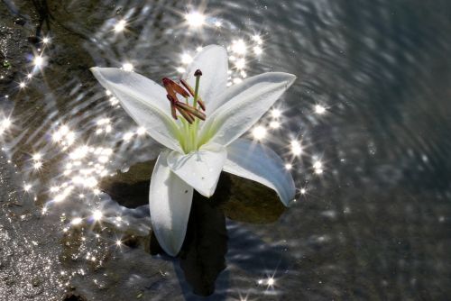 lily water flower