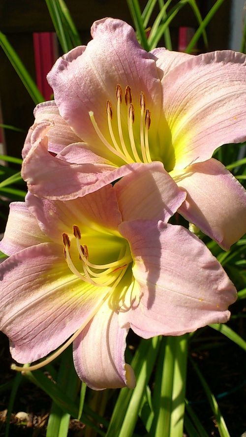 lily flower pink