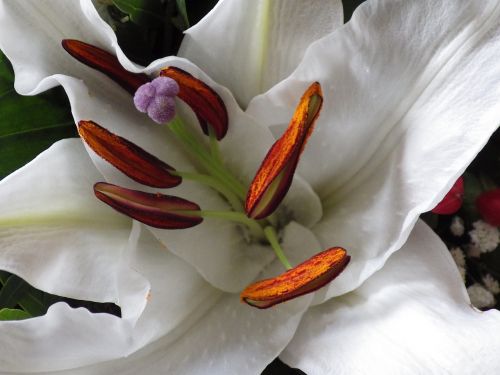 lily flower white