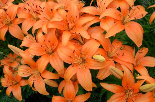 lily flowers orange