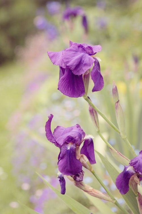 lily iris purple