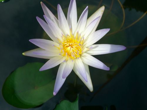 lily water lily white water lily