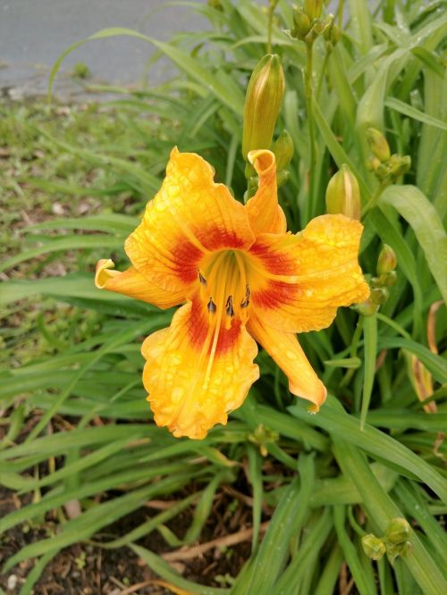 lily yellow orange