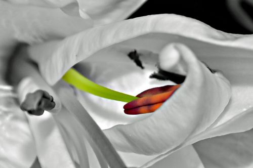 lily stamen color burst