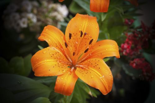 lily flower orange