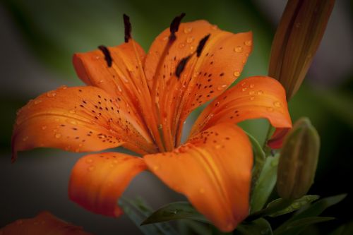 lily plant orange