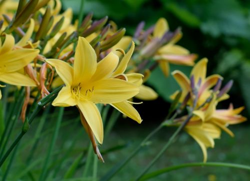 lily daylily iris