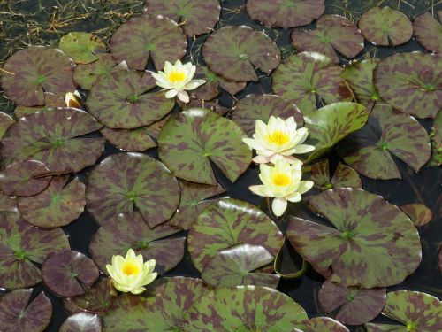 lily pond lotus