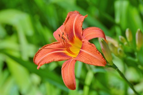 lily flower iris