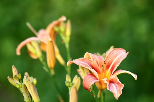 lily lilies flower