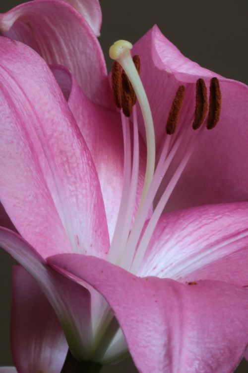 lily pink pistil