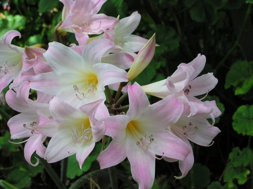 lily pink cluster