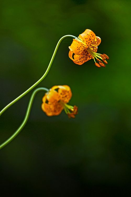 lily flower wildflower