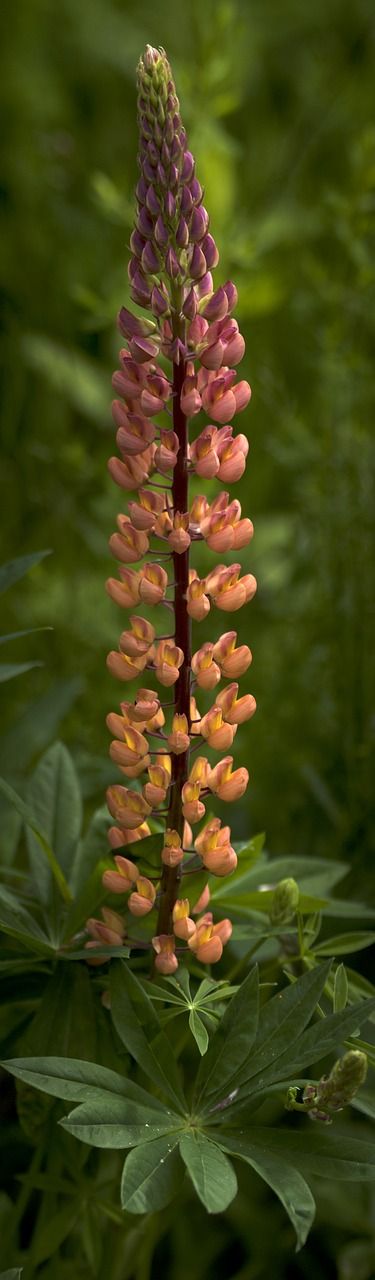 lily flower wildflower