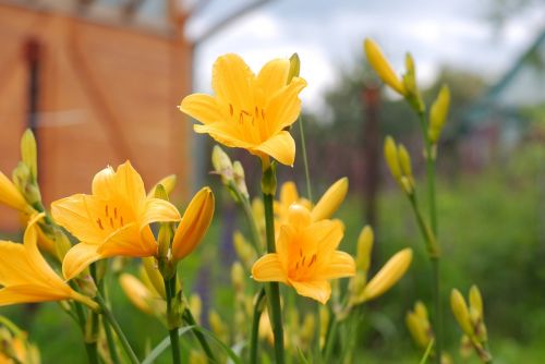 lily flower color