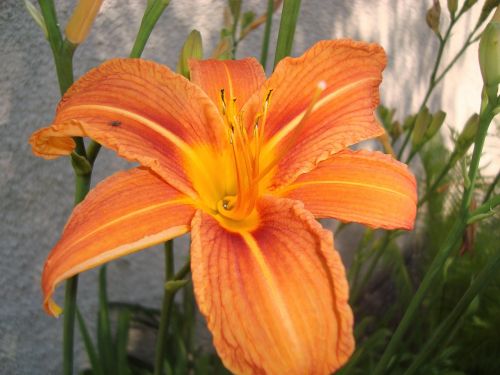 lily orange flower