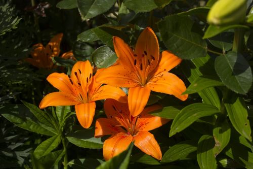 lily flower garden