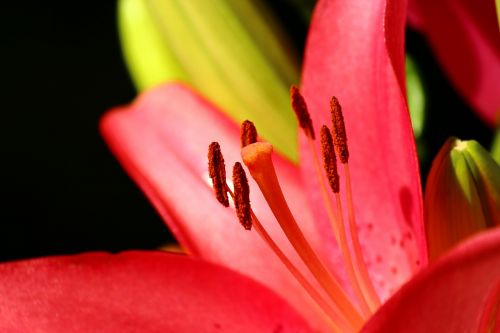 lily red konya