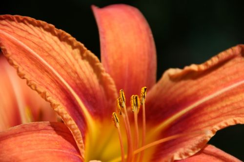 lily orange blossom