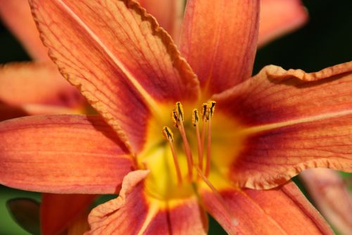 lily orange blossom