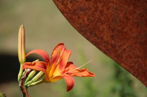lily pollen orange