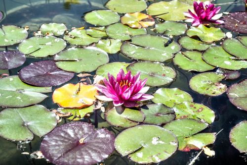 lily pond pad