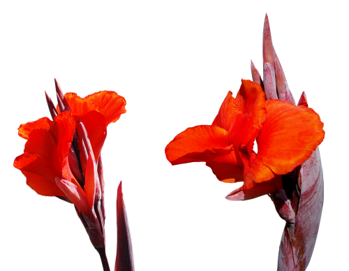 lily flower png
