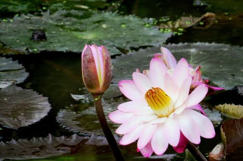 lily flower aquatic